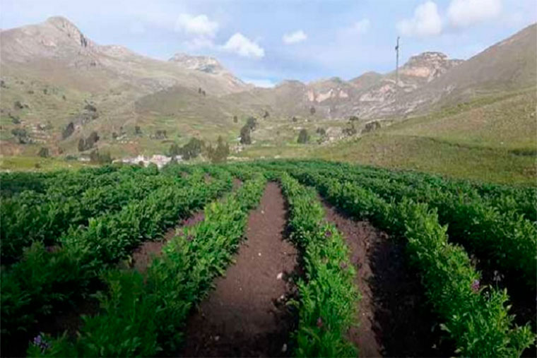 Lluvias en la Sierra favorecerán campaña agrícola 2021-2022