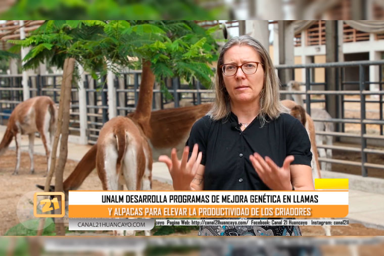 UNALM desarrolla programas de mejora genética en llamas y alpacas (VIDEO)