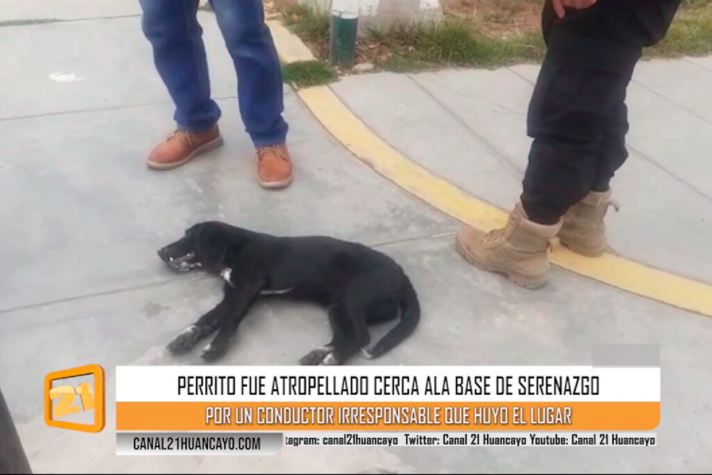 Un perrito fue atropellado cerca a la base de serenazgo por un conductor irresponsable que huyo el lugar