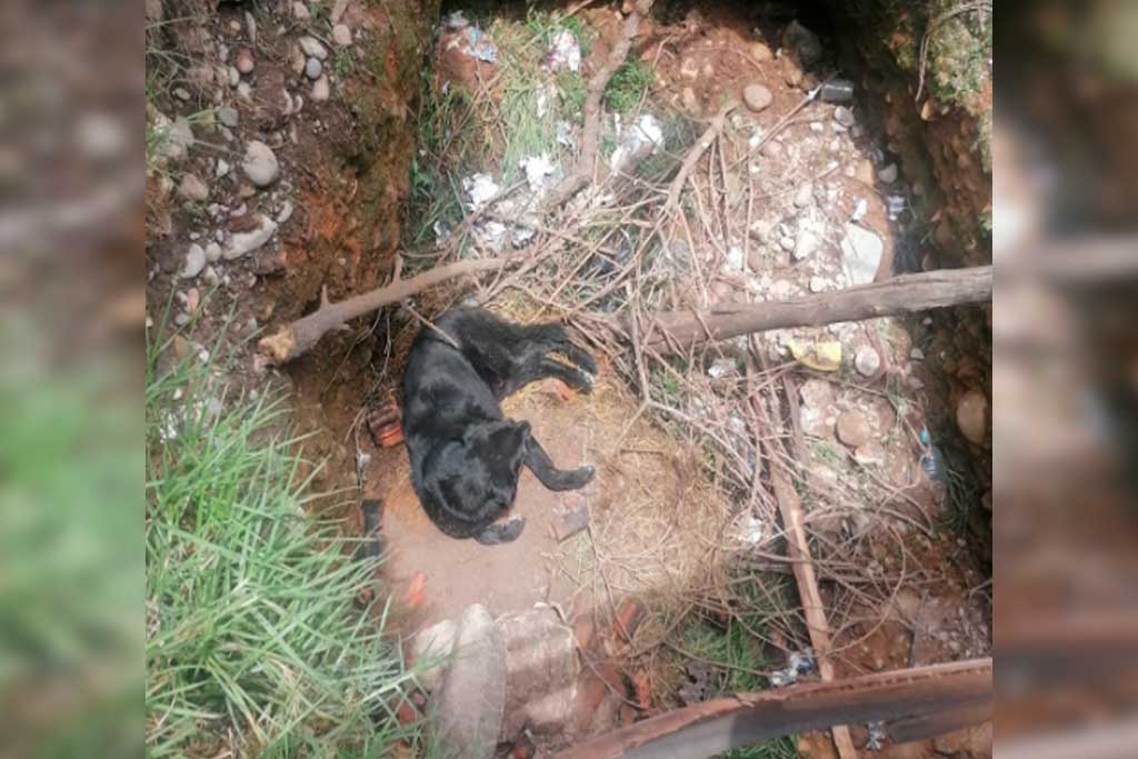 Can es rescatado de una zanja en San Carlos