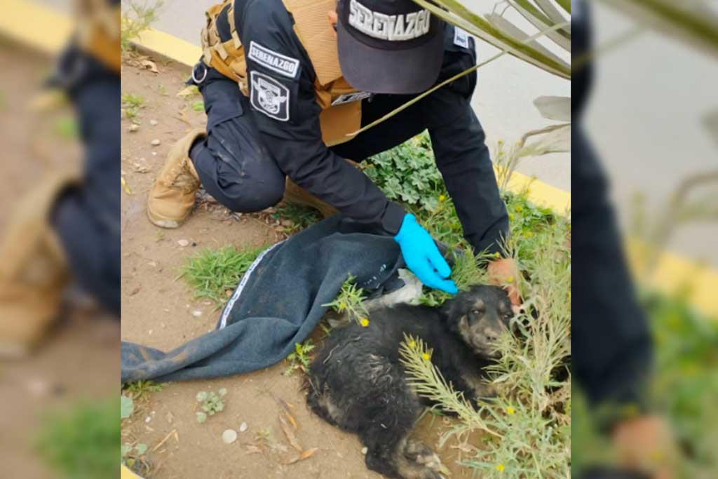 Perrito fue atropellado por un irresponsable conductor que huyó del lugar