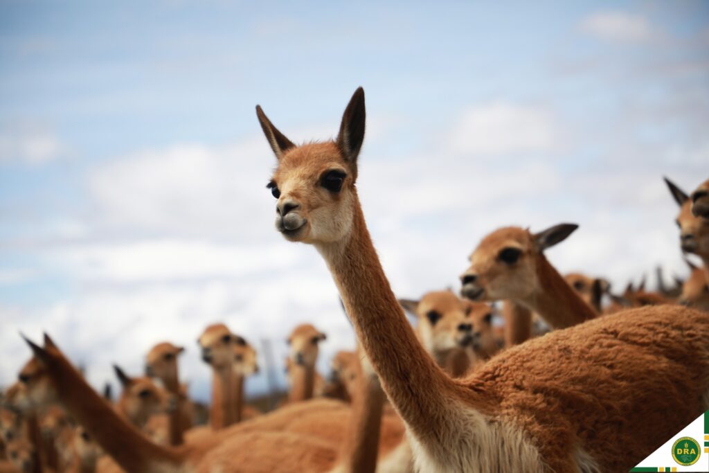 Sarna afecta población de vicuñas en Junín