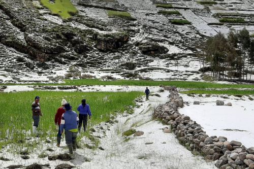 Junín: Granizada afecta 70 hectáreas de cultivos en centros poblados de Chupaca