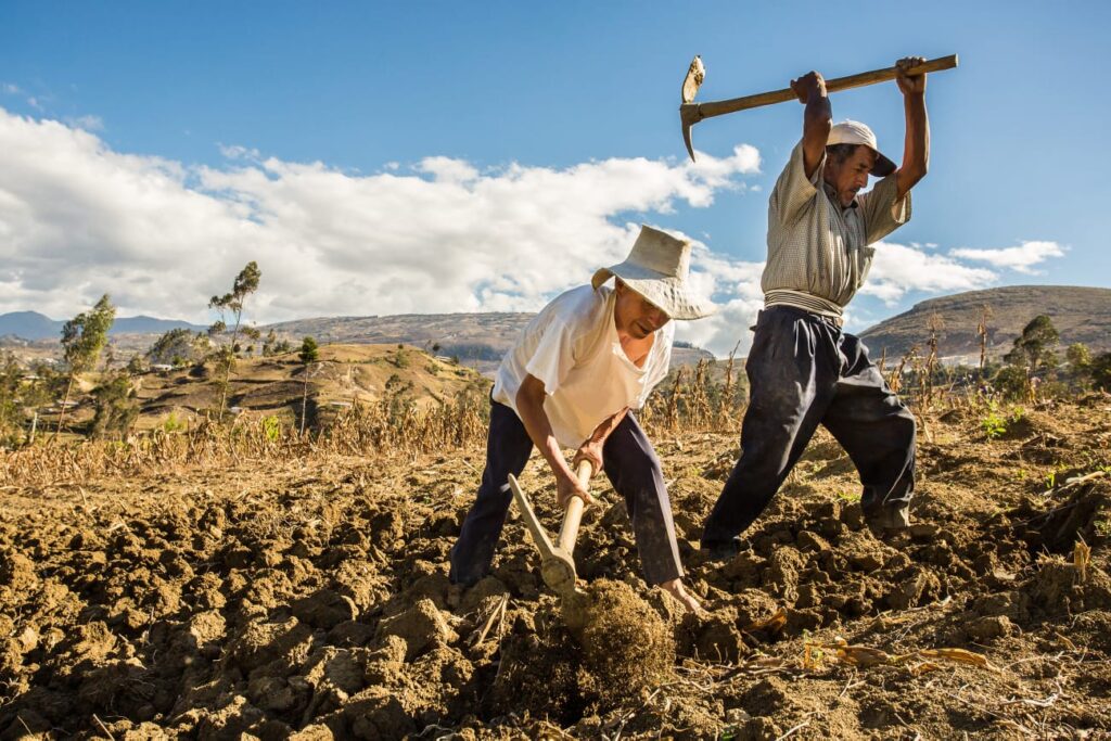 MIDAGRI: Seguro Agrícola Catastrófico (SAC) ¡Fácil y rápido!